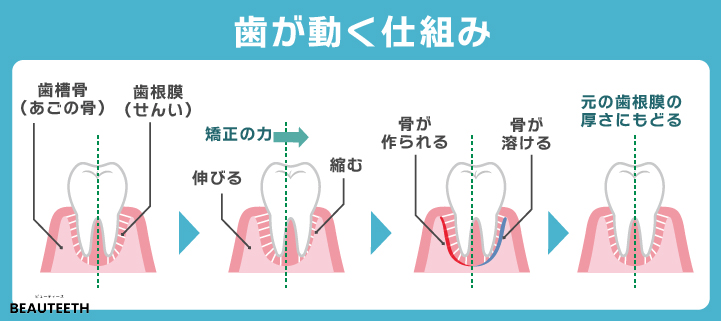 歯が動く仕組み