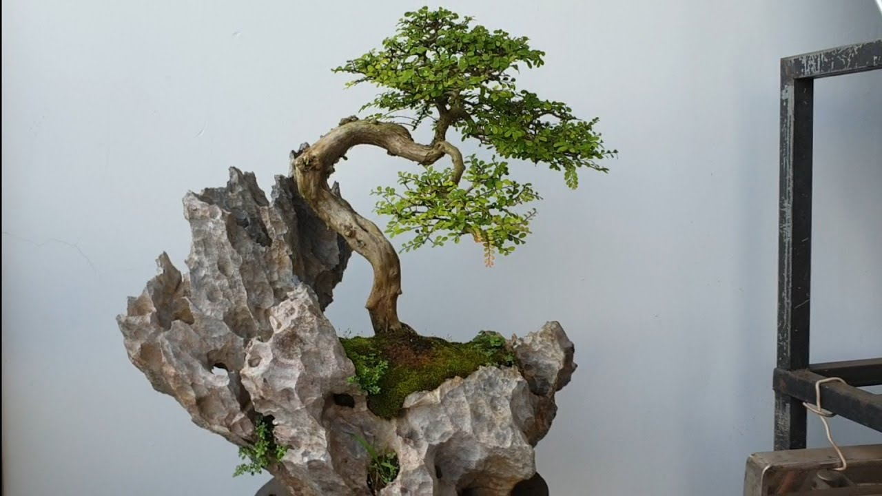 Cây Sơn Liễu Bonsai