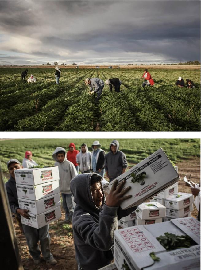 Lao động nhập cư người Mexico thu hoạch rau mùi tây hữu cơ tại Grant Family Farms ở Wellington, Colorado, ngày 11/10/2011. Ông Peri đề nghị mở một con đường hợp pháp cho những người nhập cư có trình độ học vấn thấp đến Hoa Kỳ để lấp đầy những công việc mà những người nhập cư bất hợp pháp thường đảm nhận trong nhà hàng, khách sạn, trang trại, cũng như việc giúp đỡ người cao niên. (Ảnh: John Moore/Getty Images)