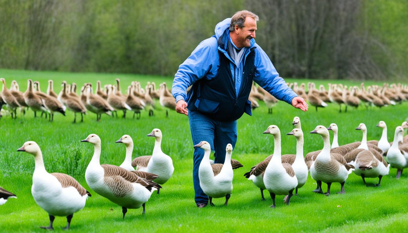 training weeder geese