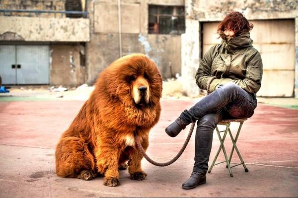 Most expensive dogs, the Tibetan Mastiff with owner