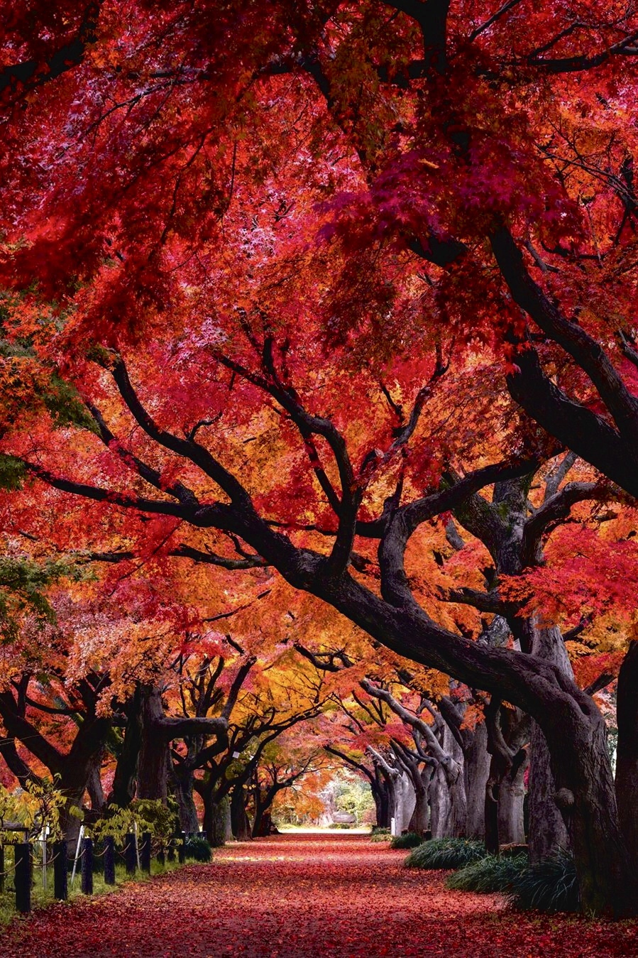 Red tree view in one of the best Botanical Gardens in Japan