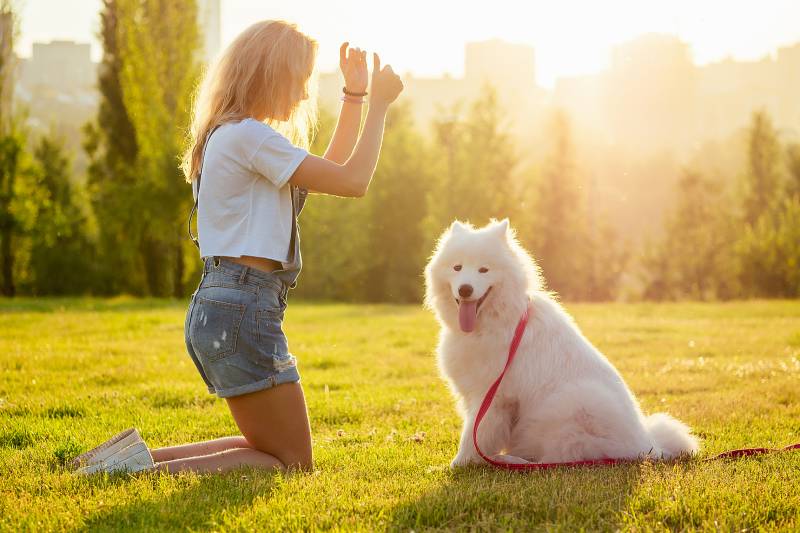 mujer joven en pantalones cortos de mezclilla están sentados en el cristal y la formación de un blanco esponjoso lindo perro samoyedo en el parque de verano