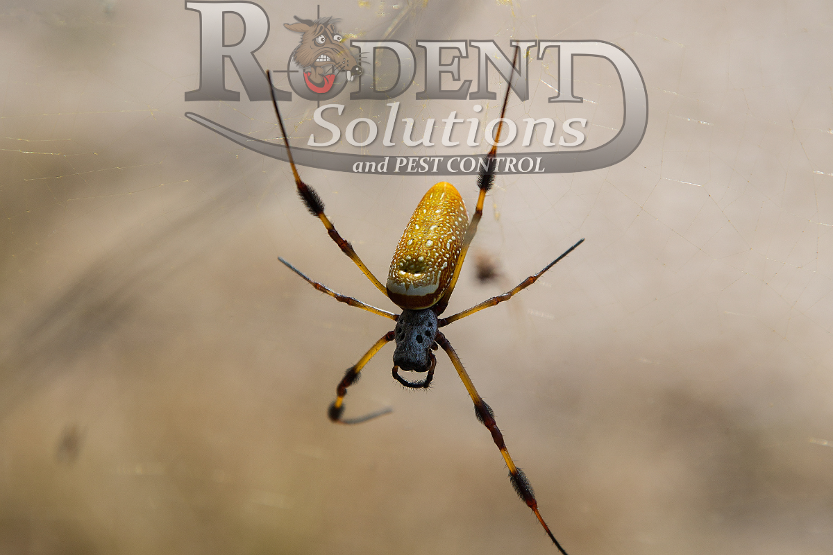 Banana Spider up close rodent solutions