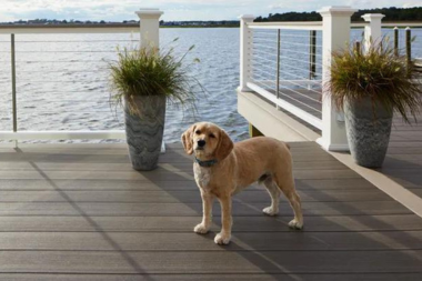 deck designs to create a pet friendly outdoor living space dog standing on composite decking with potted plants custom built michigan