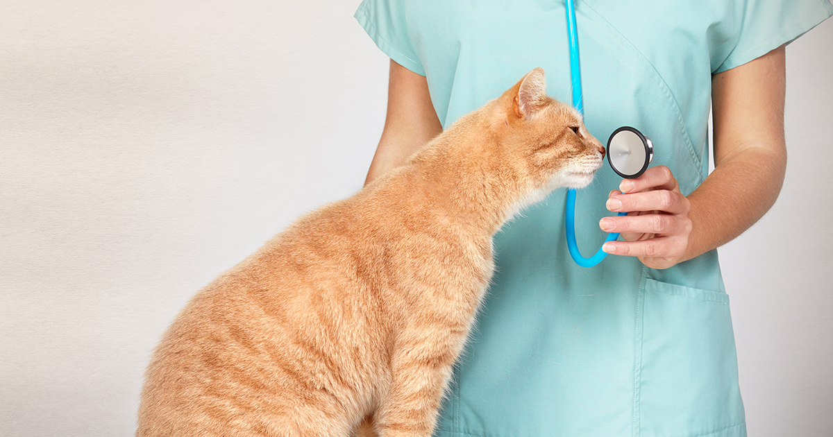 Ginger cat at the vet.