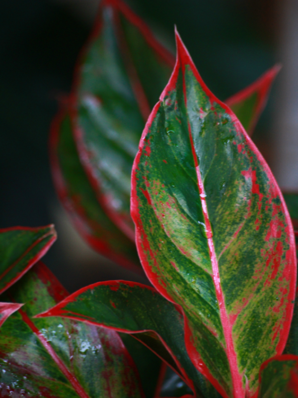 Plantas que crescem muito bem em quartos mais escuros, Aglaonema