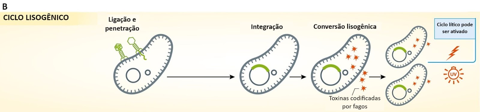 Ciclos de vida de bacteriófagos