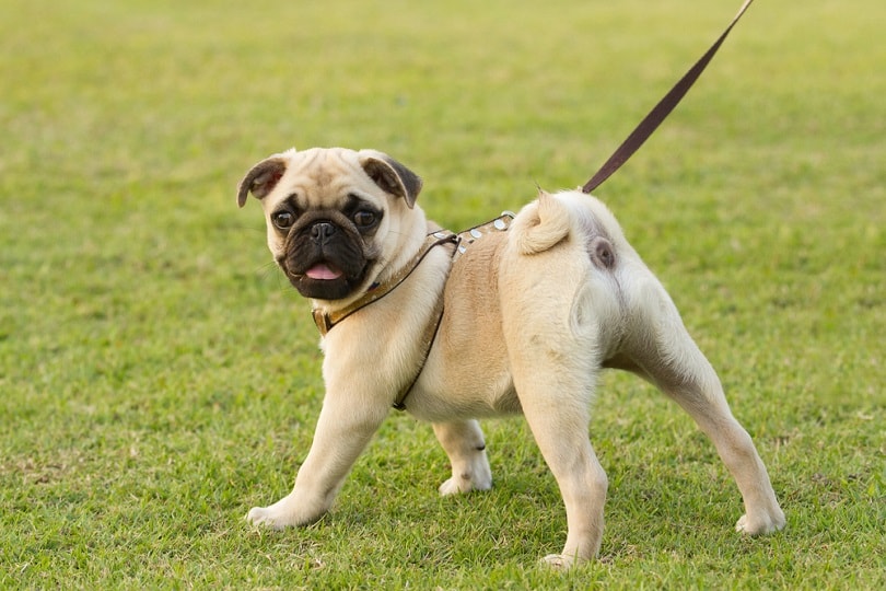 Pug caminando por la hierba