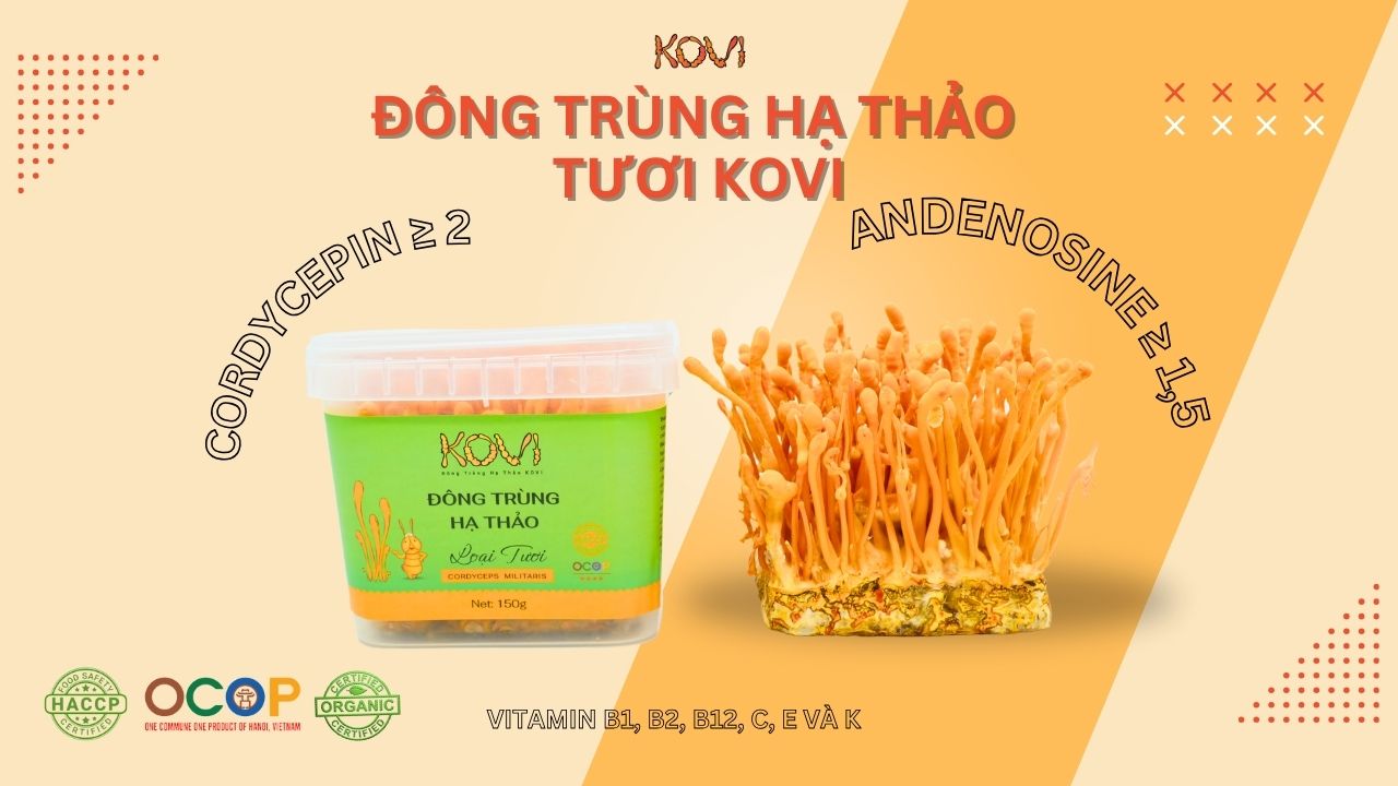 đông trùng hạ thảo 