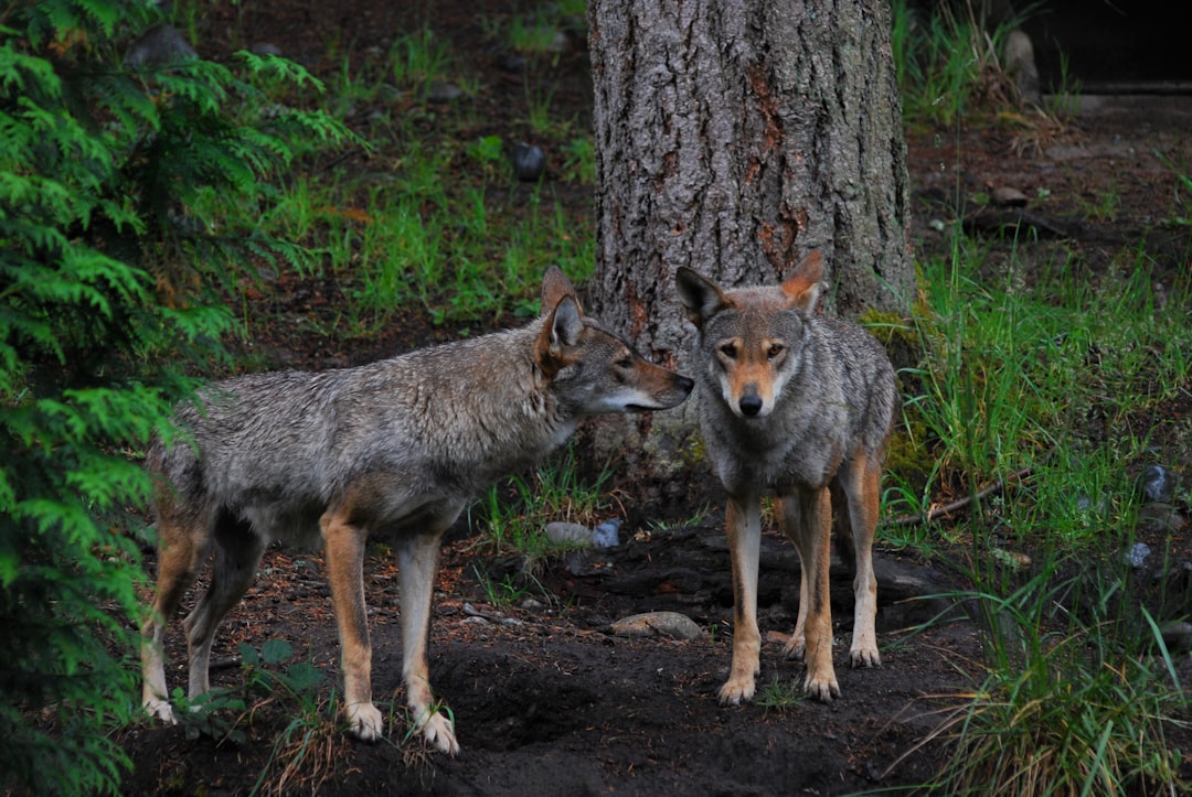 red wolf facts