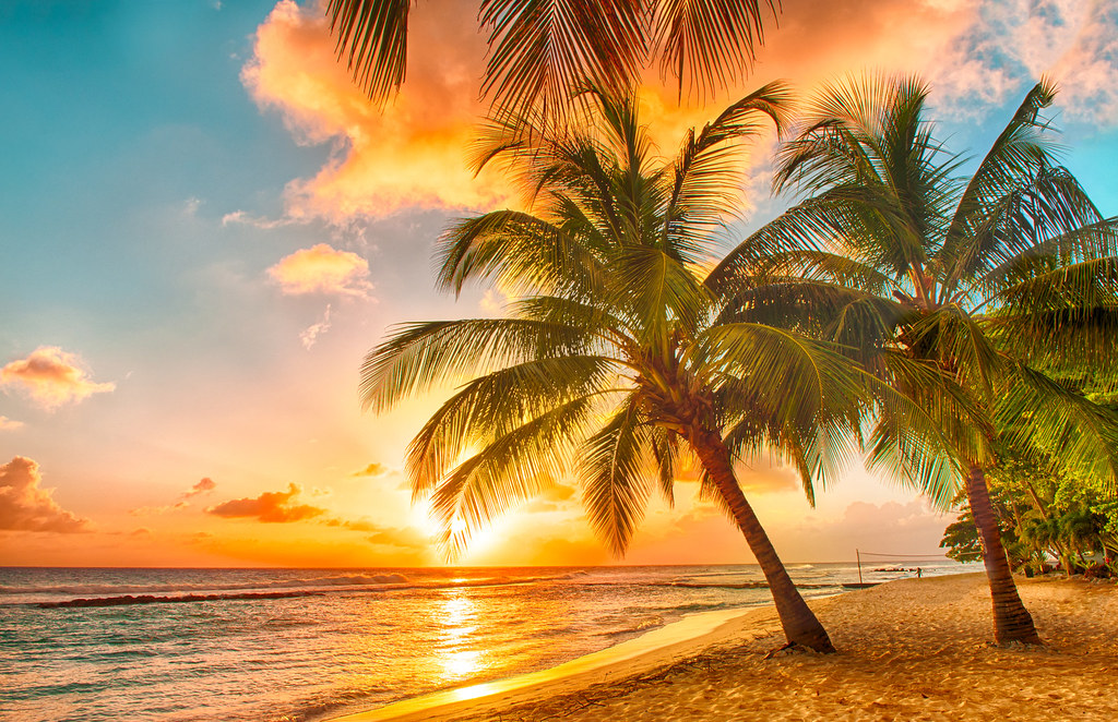 A palm tree silhouetted against a beautiful sunset on the Barbados Island.