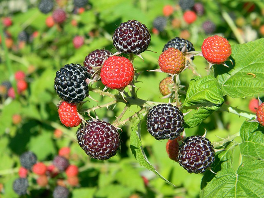 Raspberry Bush