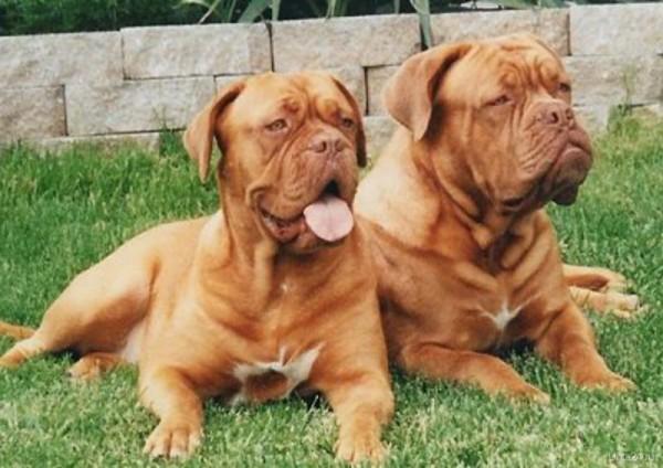 Most expensive dogs, French Mastiff