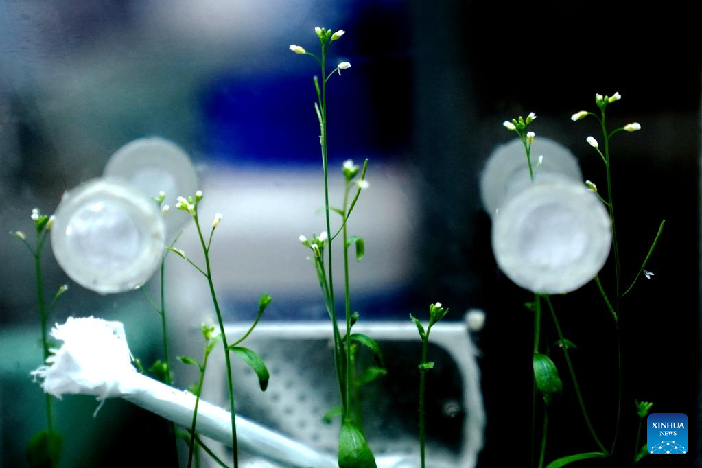 Plant growth in China's space lab in good condition-Xinhua