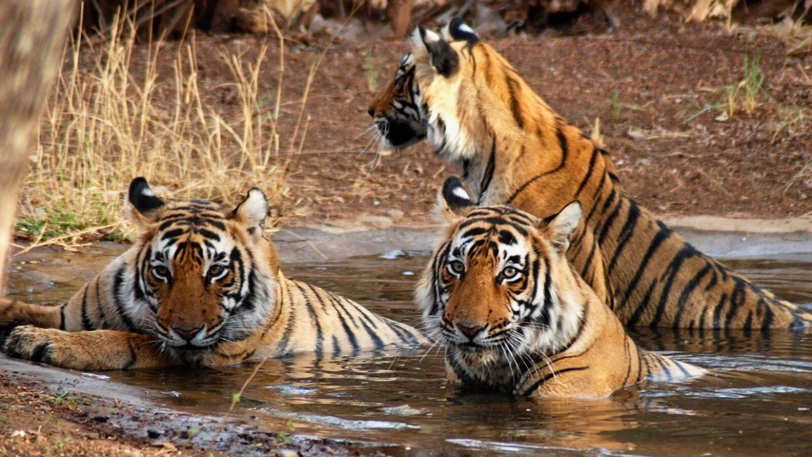 Ranthambore Tiger Tour