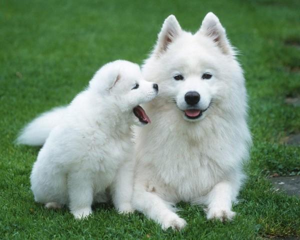 Most expensive dogs, the Samoyed