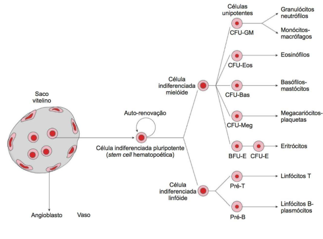 hematopoiese