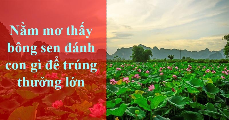 Giải mã nằm mơ bông sen đánh con gì thắng lớn