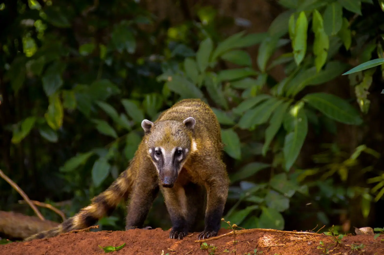 an animal standing in Ixpanpajul Natural Park
