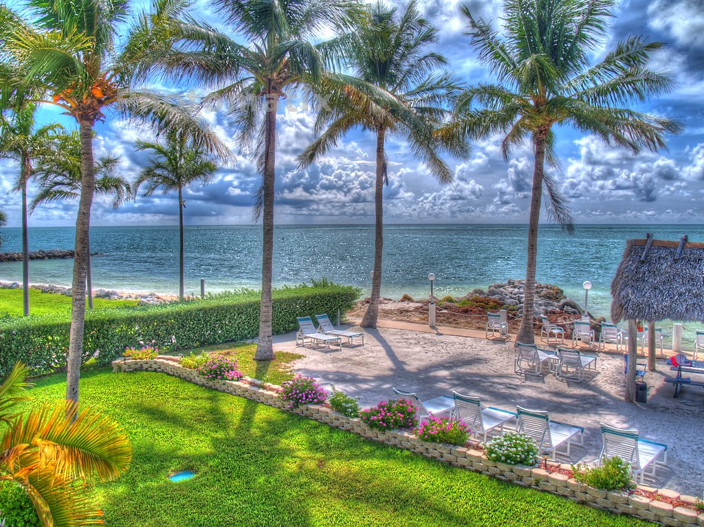 beautiful palm trees in a resort.