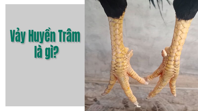 Vảy gà huyền trâm – Vẻ đẹp quý hiếm của giống gà đá