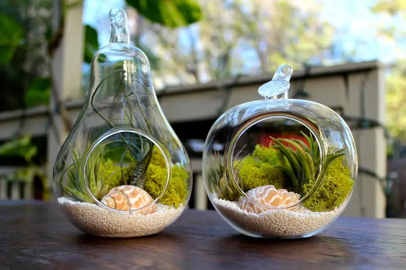 Cara membuat terrarium botol