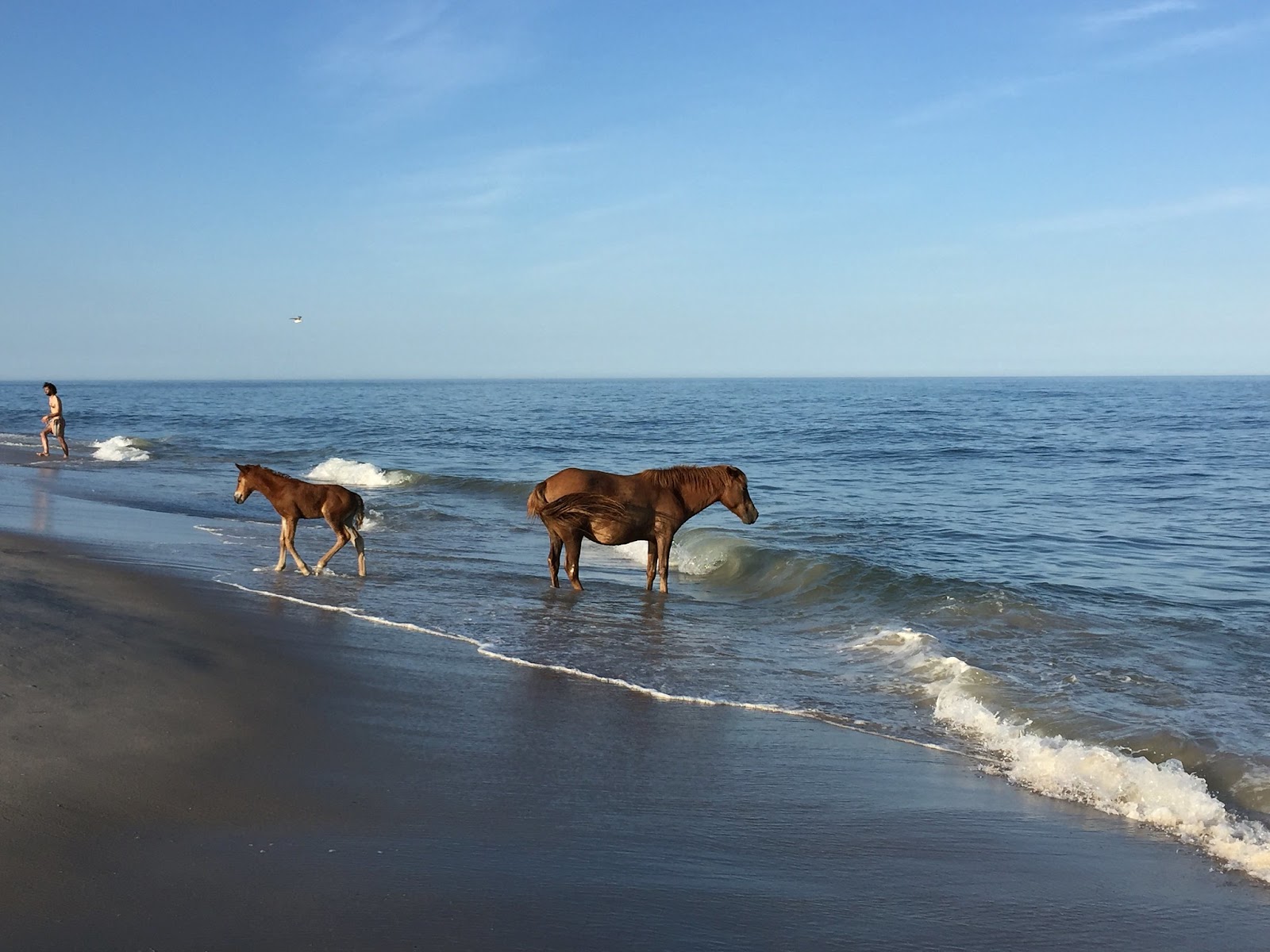 Wild ponies on the shore