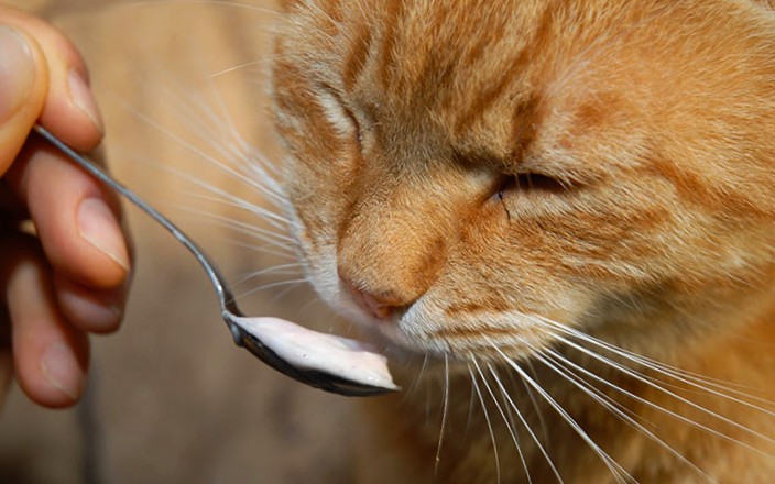 Cat licking yogurt