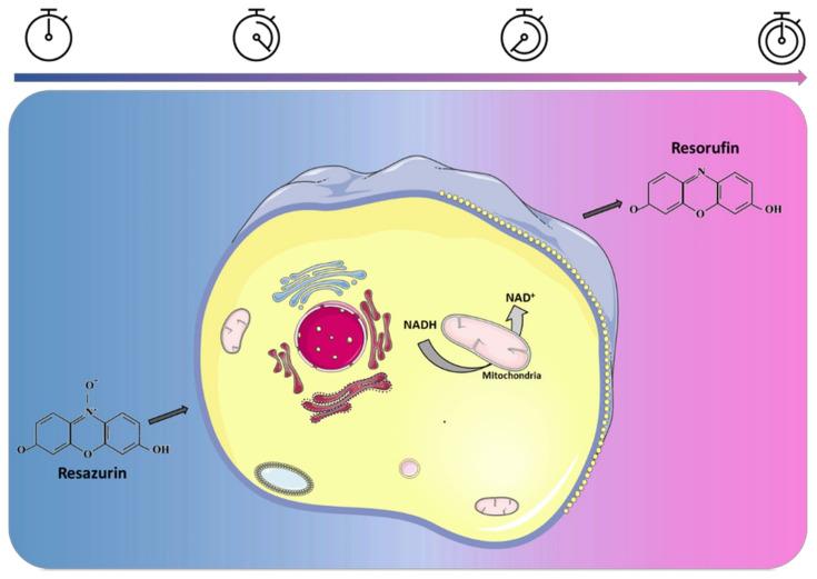 How Alamar Blue Helps Unlock the Secrets of Cell Health