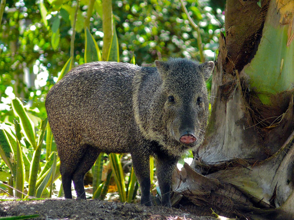 a wild animal in the Petencito zoo 