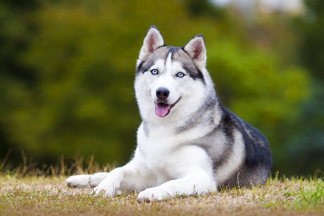 husky siberiano