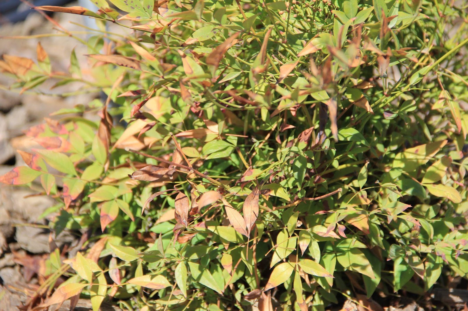 A close-up of a bush

Description automatically generated