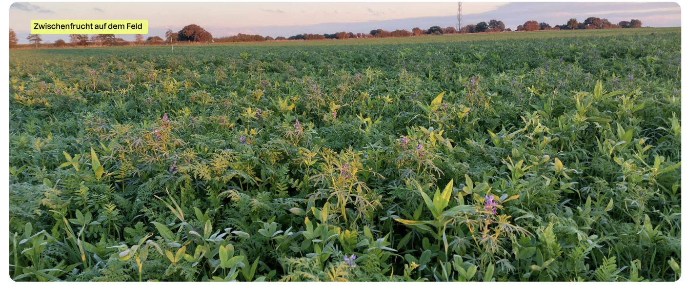 Zwischenfrucht mit verschiedenen Pflanzen auf dem Feld