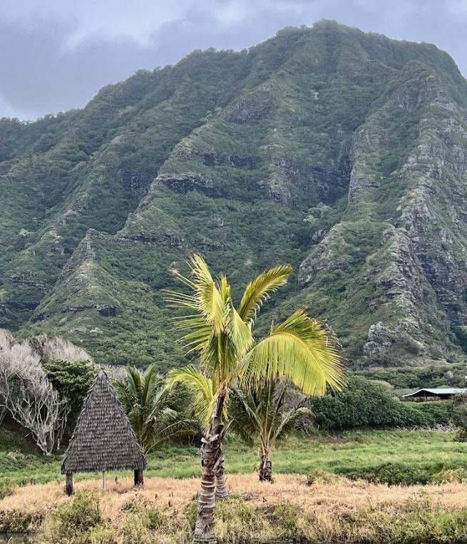 A palm tree in a field with a mountain in the background

Description automatically generated