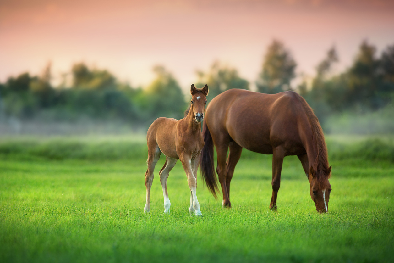 colt horse