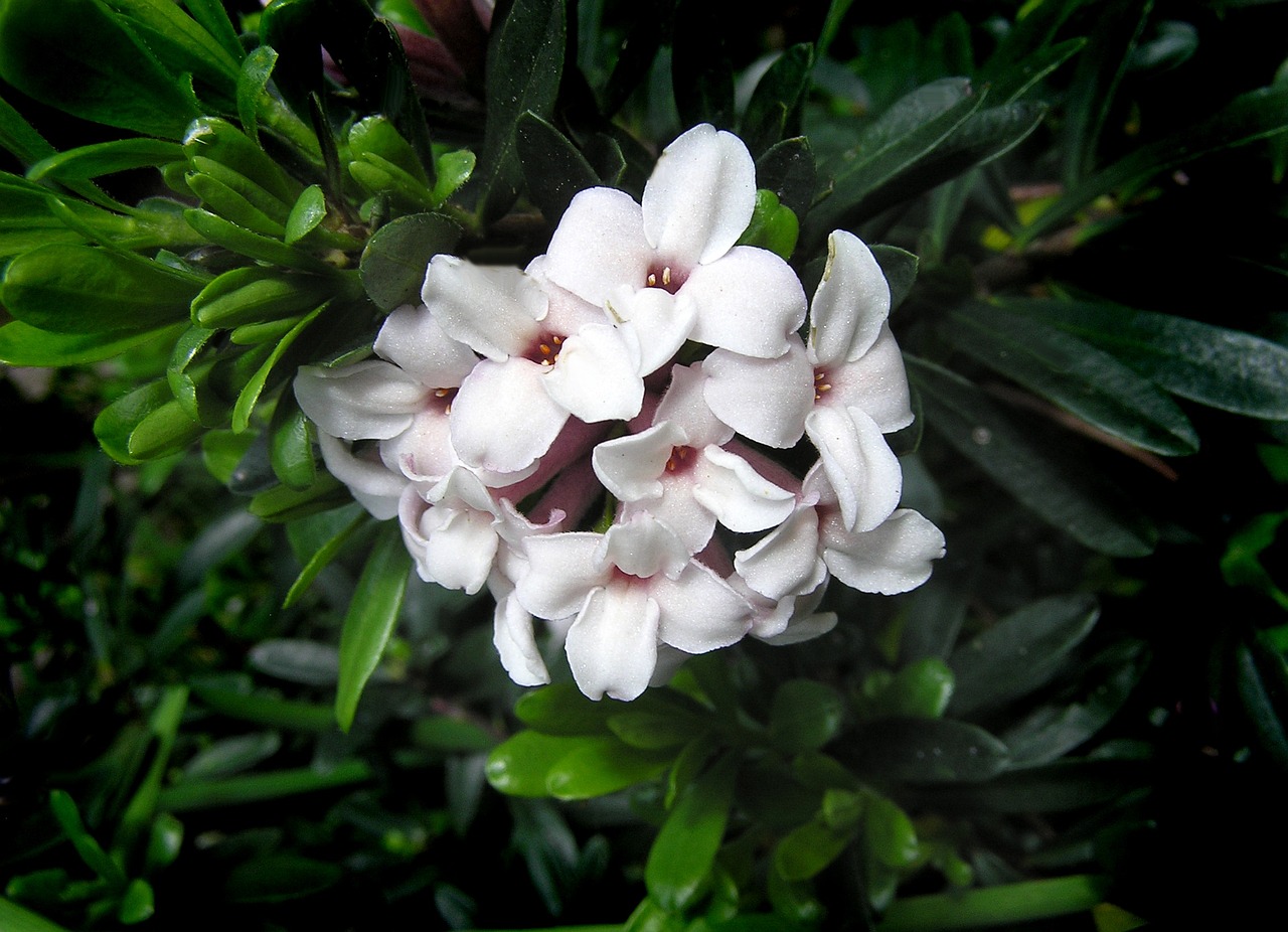 Cyclamen coum (Cyclamen coum) 