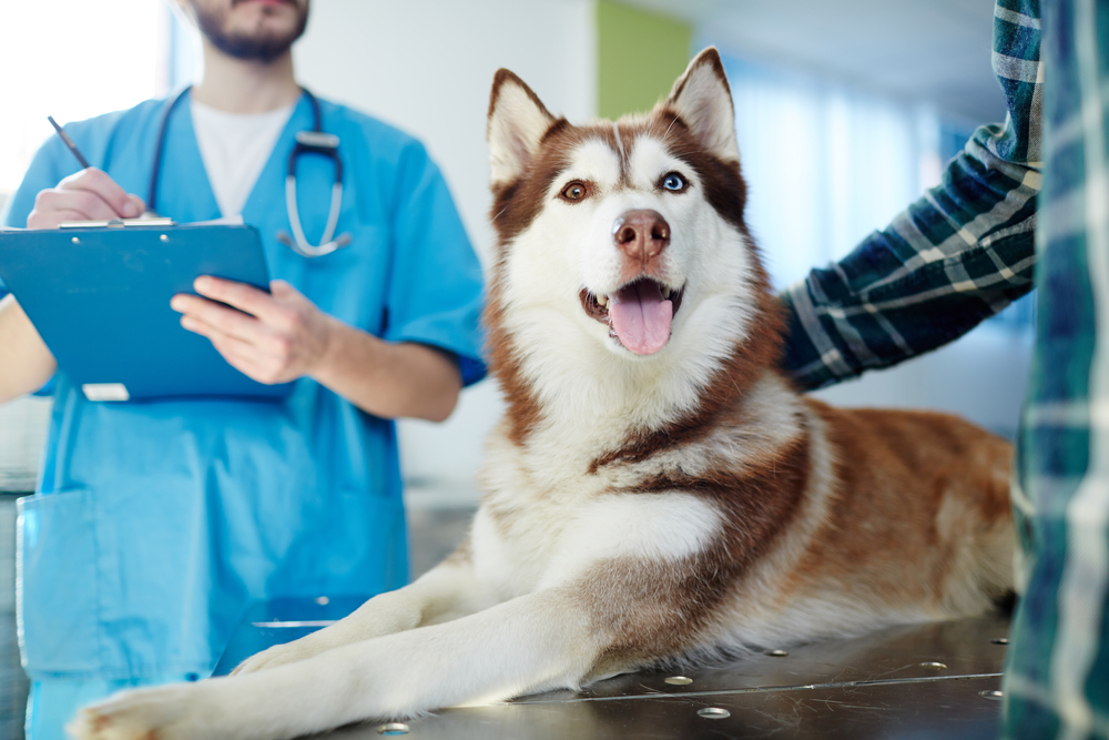 Perro Husky tumbado en mesa de veterinario con médico y amo cerca