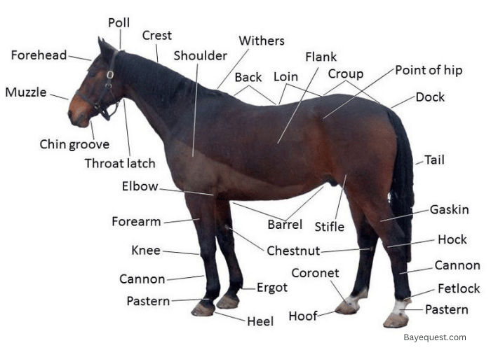 Horse Anatomy Diagram