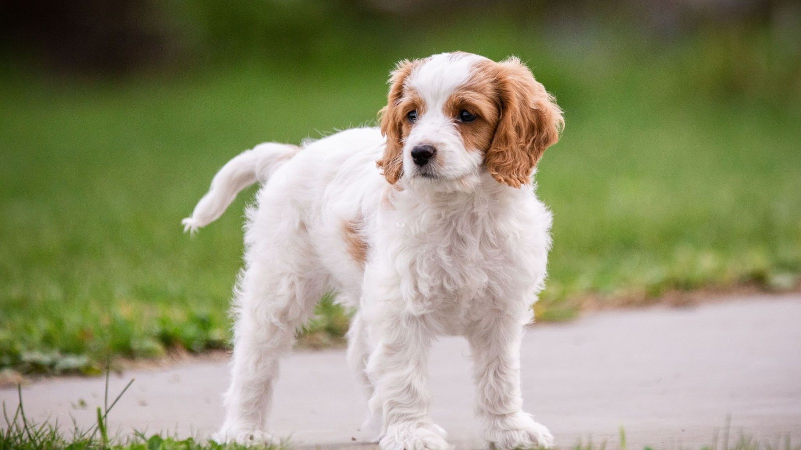 cavachon puppy with red ears standing pavement and grass