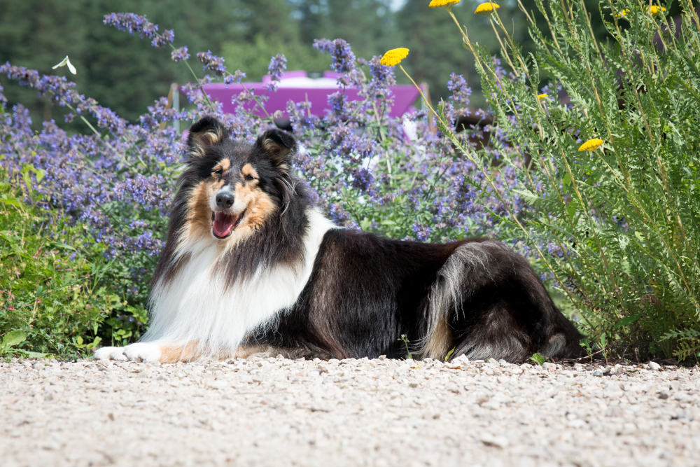 Pura raza negro sable blanco pelo largo áspero collie miente al aire libre