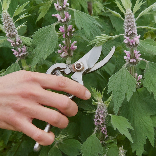 Encouraging Abundant Blooms: The Art of Deadheading