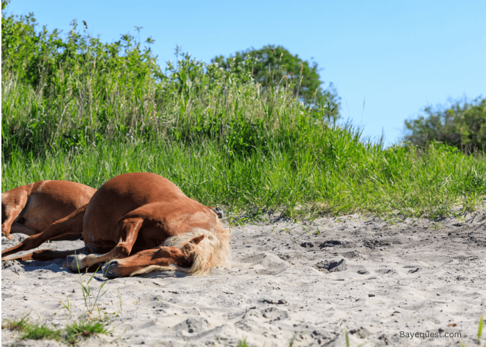 Are Horses Killed for Glue?