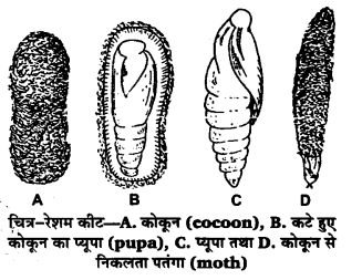 UP Board Solutions for Class 12 Biology Chapter 9 Strategies for Enhancement in Food Production 2Q.1.1