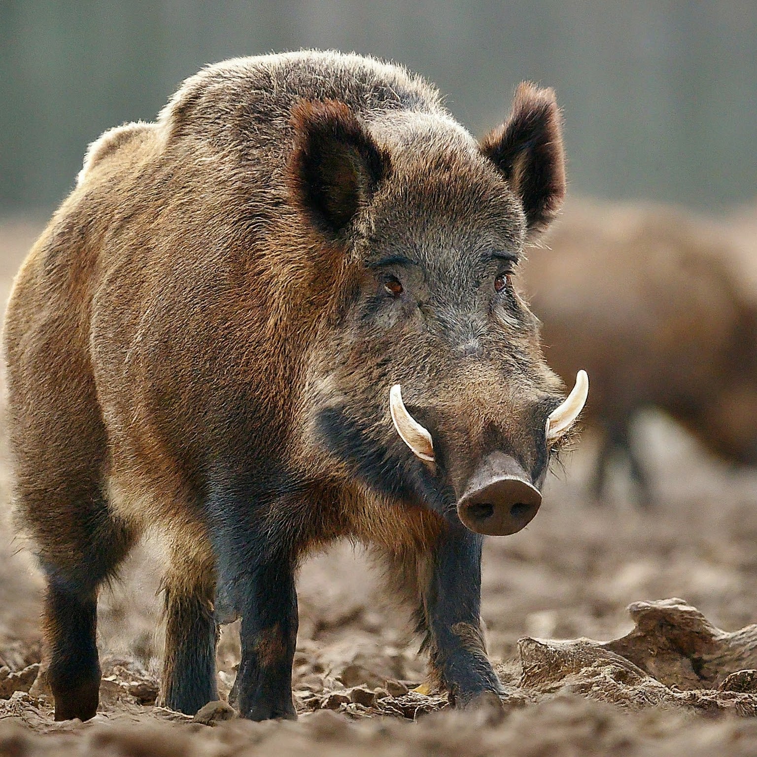 hogs rooting through a dirt area