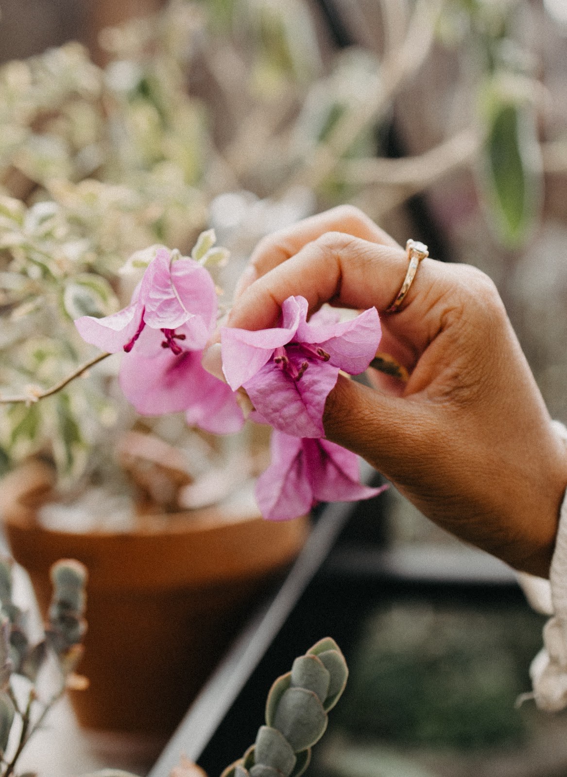 flowers, 