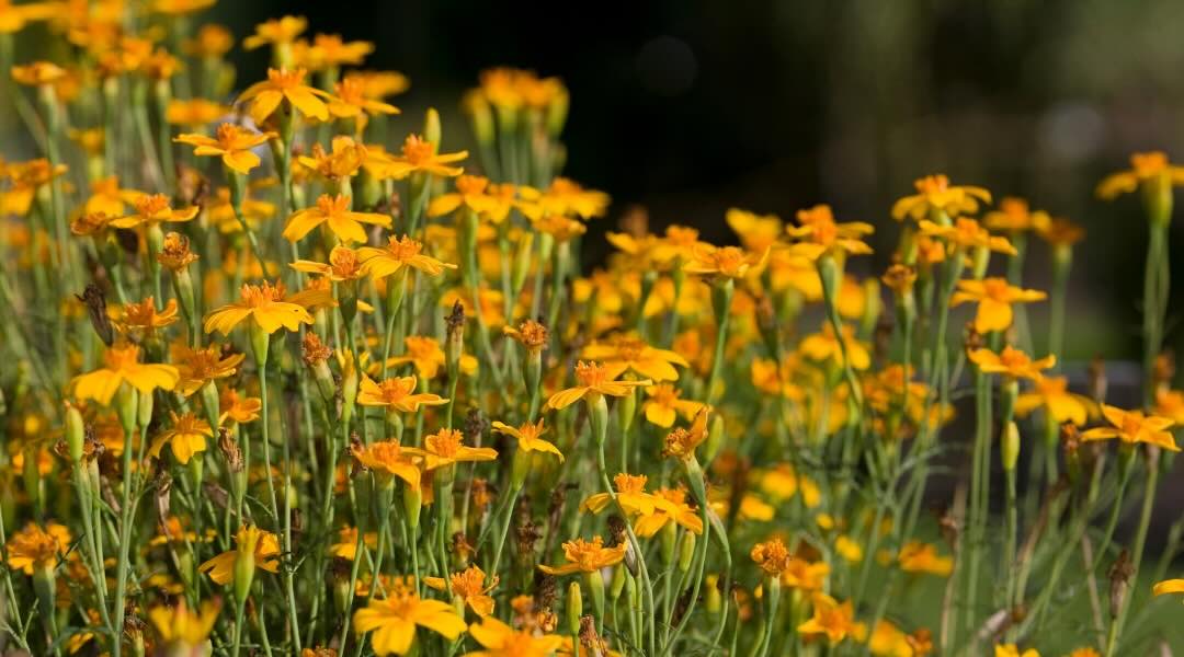 A field of small, bright orange flowers with slender green stems, bathed in sunlight in a lush garden.