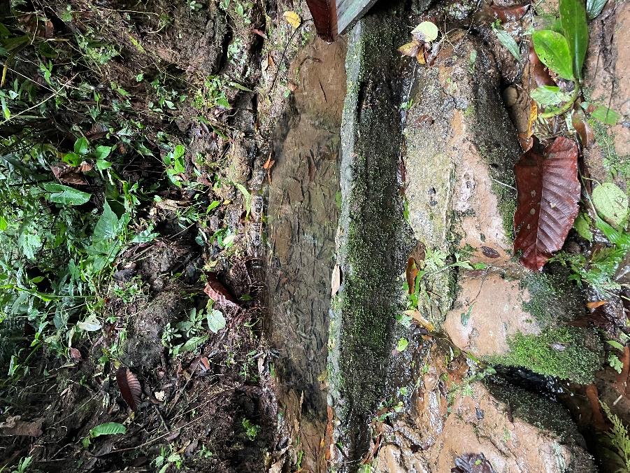 A wet stone path with leaves