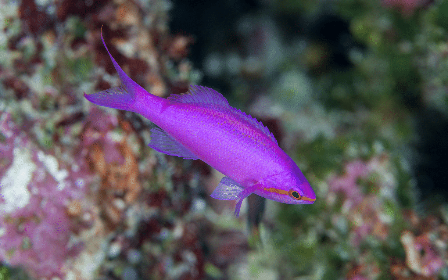 Purple queen anthias