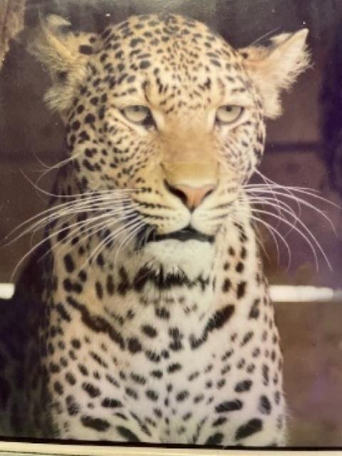 Leoparden Monster - Daras husdjur